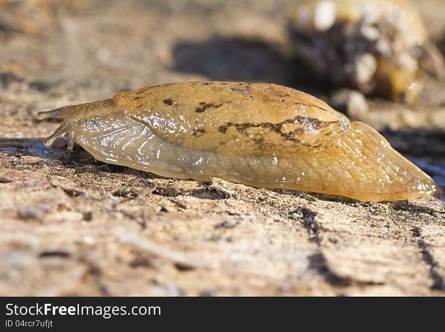 Parmacella Valenciennii Slug