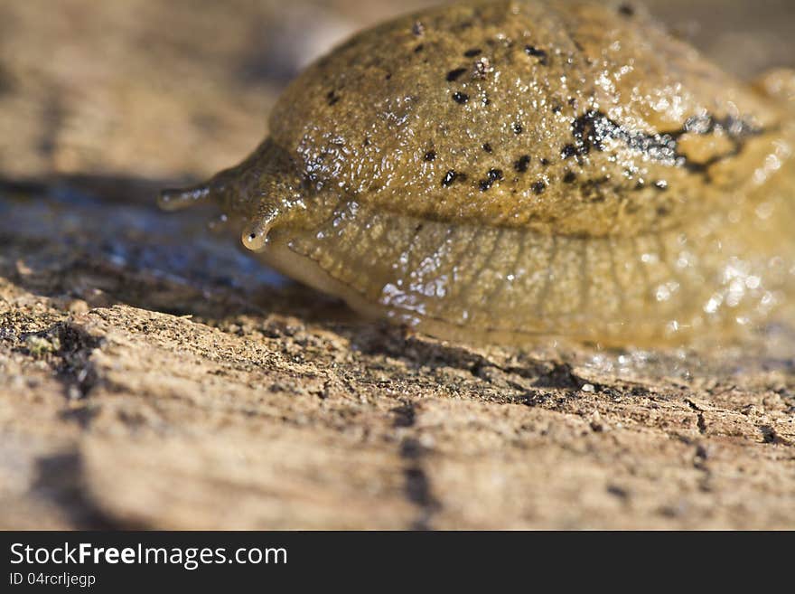 Parmacella valenciennii slug