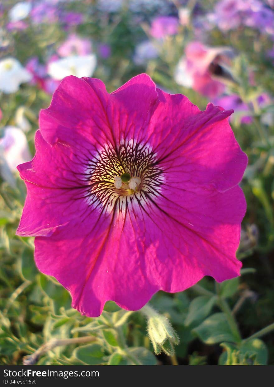 Magenta flower of petunia, in a petunia bed in the park