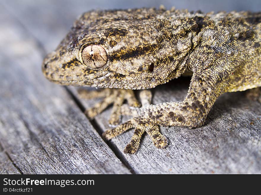 Moorish Gecko &x28;Tarentola mauritanica&x29