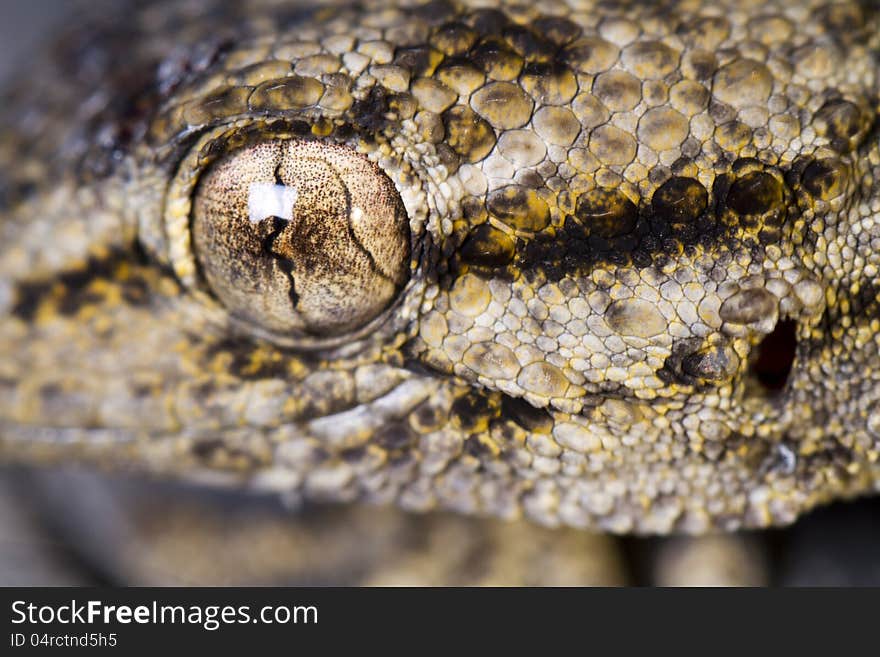 Moorish Gecko &x28;Tarentola mauritanica&x29