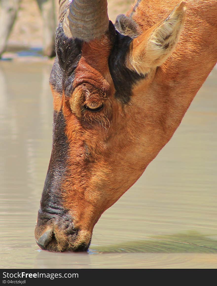 Hartebeest, Red - Close-up Portrait