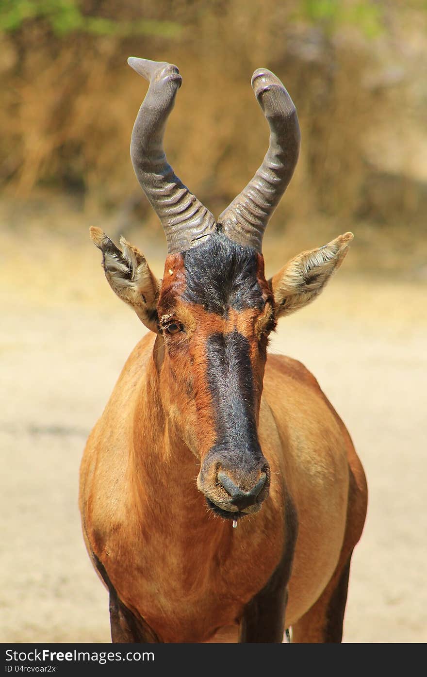 Red Hartebeest bull drinking water.  Photo taken on a game ranch in Namibia, Africa. Red Hartebeest bull drinking water.  Photo taken on a game ranch in Namibia, Africa.