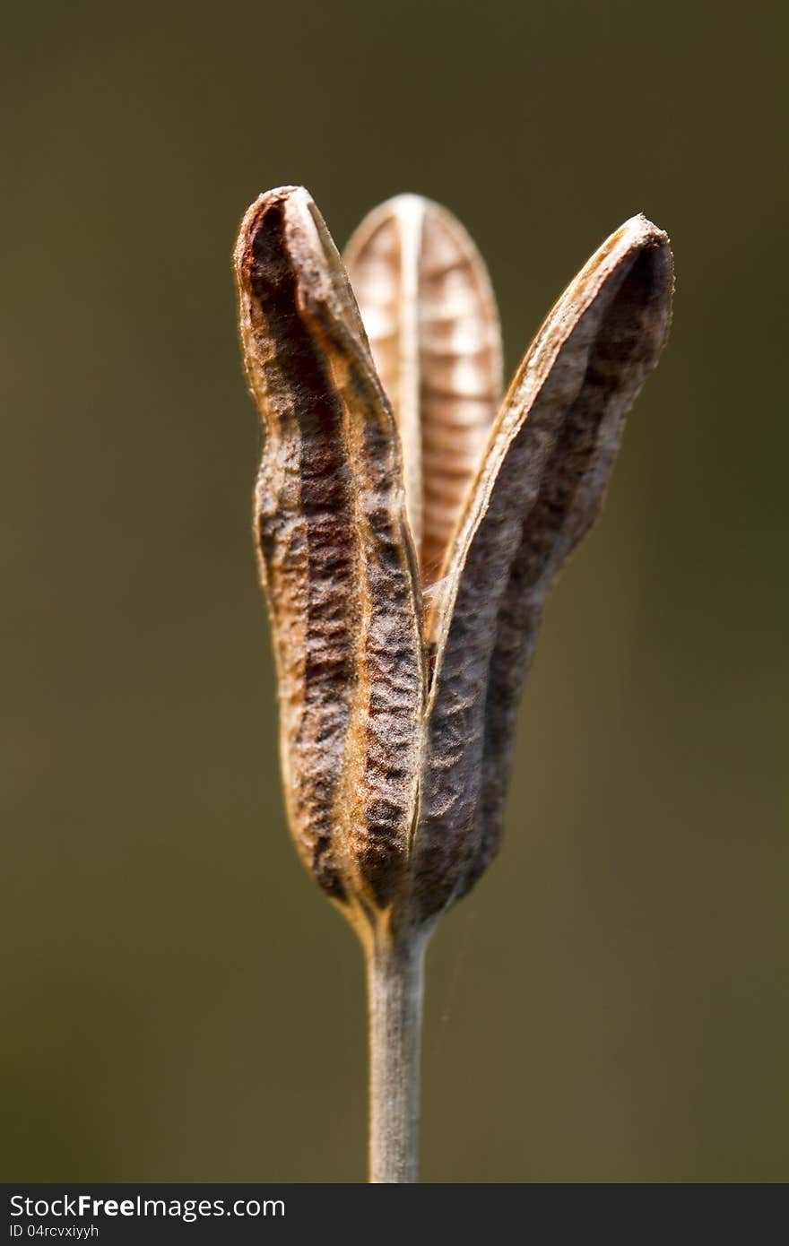 Empty Seed Capsule Pod