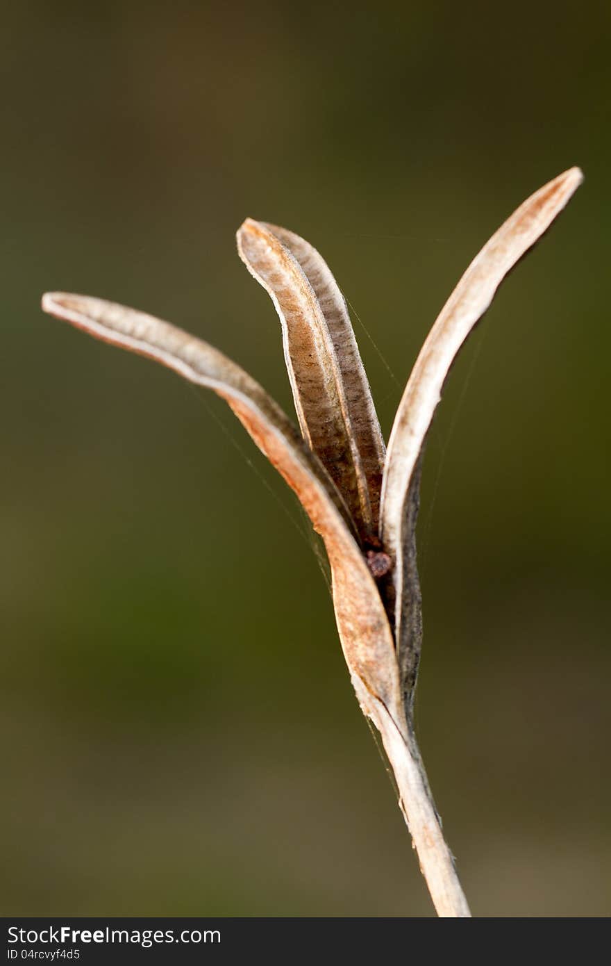 Close up view of an empty seed capsule pod of a flower.