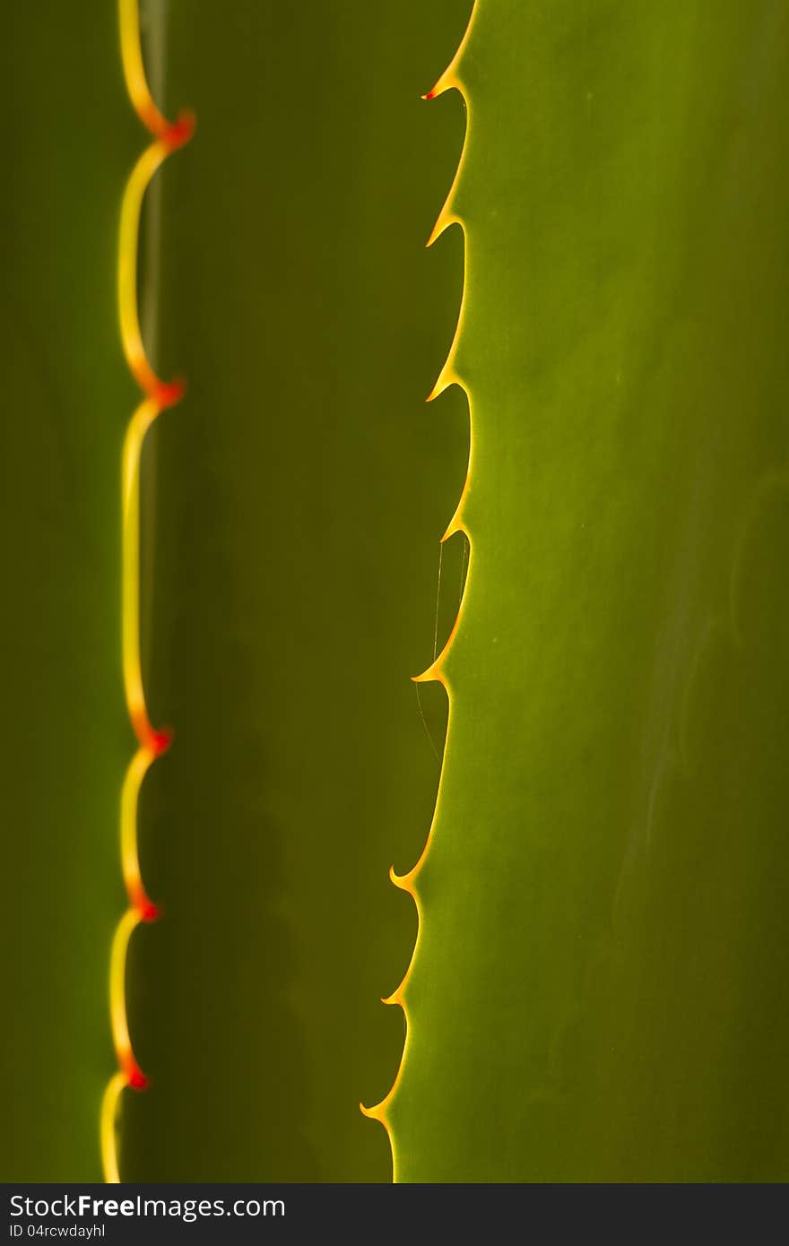 Close view detail of the spikes of a cactus plant. Close view detail of the spikes of a cactus plant.