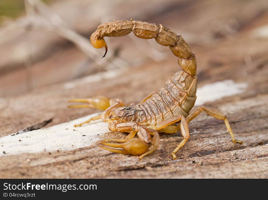 Buthus scorpion