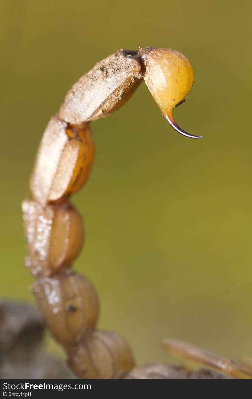 Buthus Scorpion Sting Tail