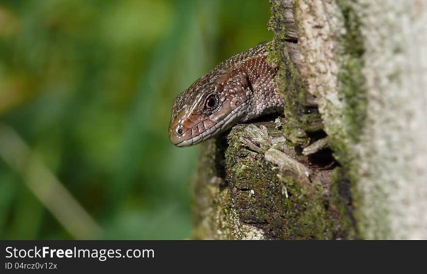 Brown lizard on a mossy stump.