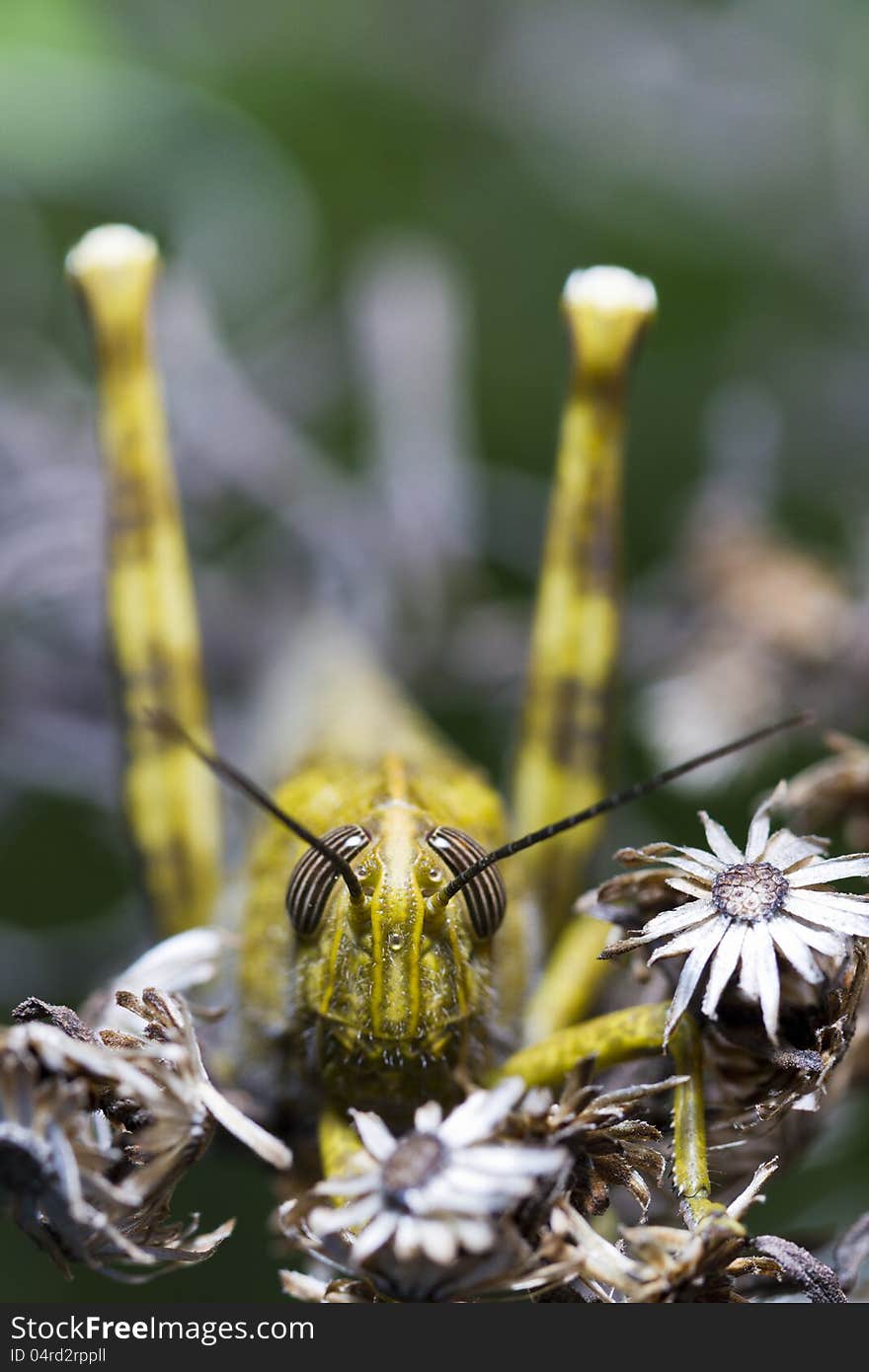 Close up view of an Egyptian grasshopper (anacridium aegyptium). Close up view of an Egyptian grasshopper (anacridium aegyptium).