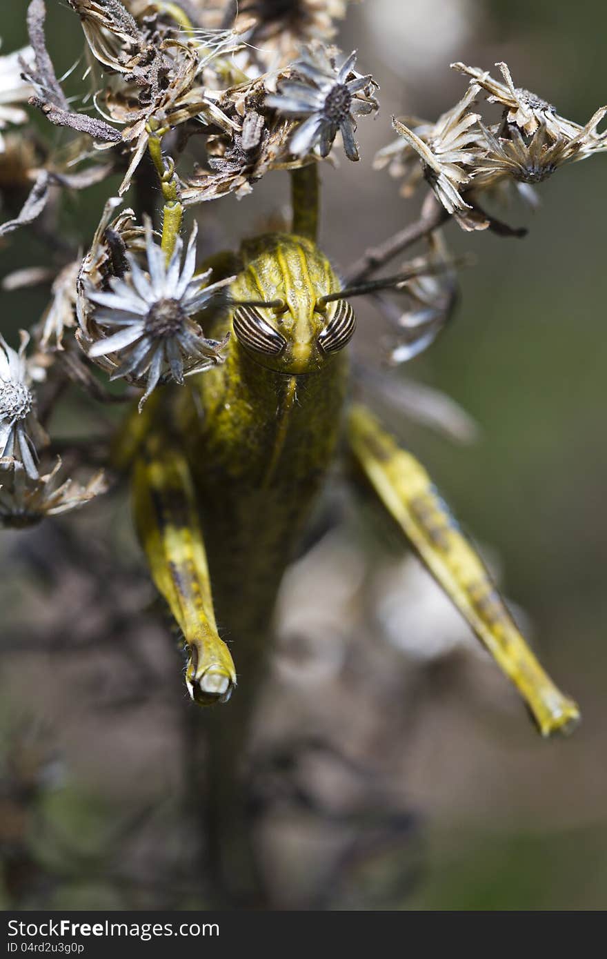 Close up view of an Egyptian grasshopper (anacridium aegyptium). Close up view of an Egyptian grasshopper (anacridium aegyptium).