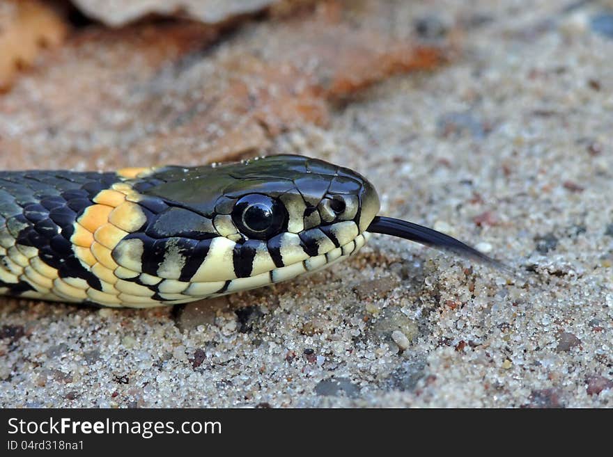 Grass Snake