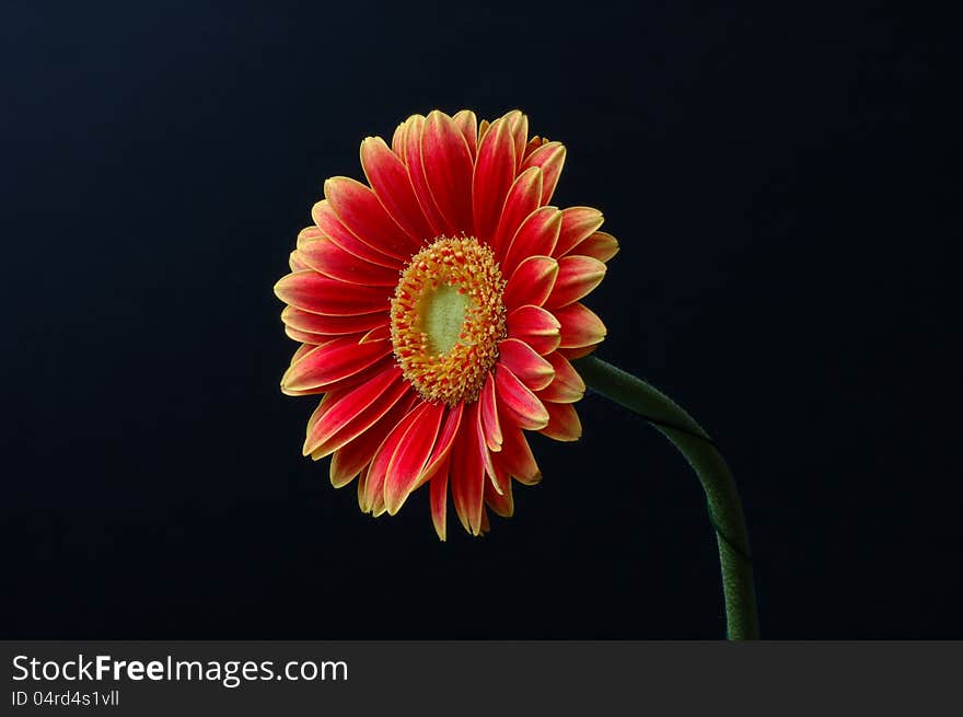 Red and yellow gerbera flower on a black background. Red and yellow gerbera flower on a black background