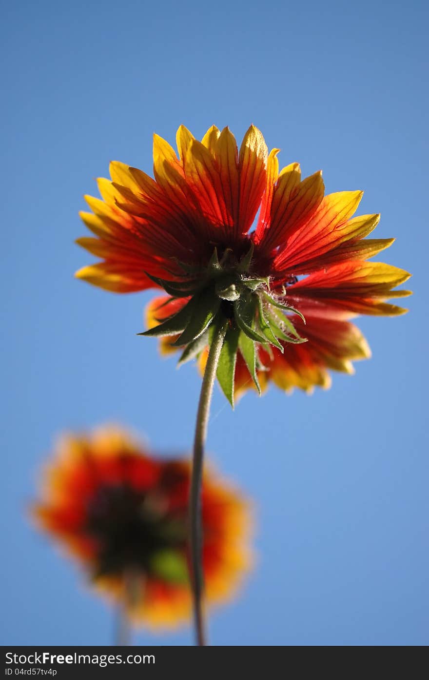 Two flowers gailardia on blue sky.