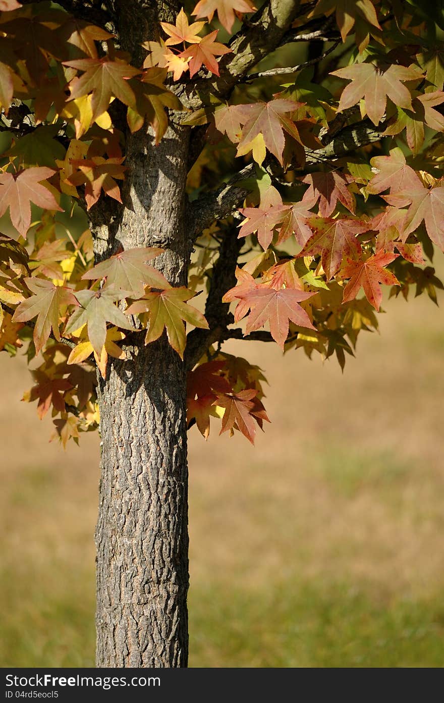 A maple with colorful leaves in the fall.