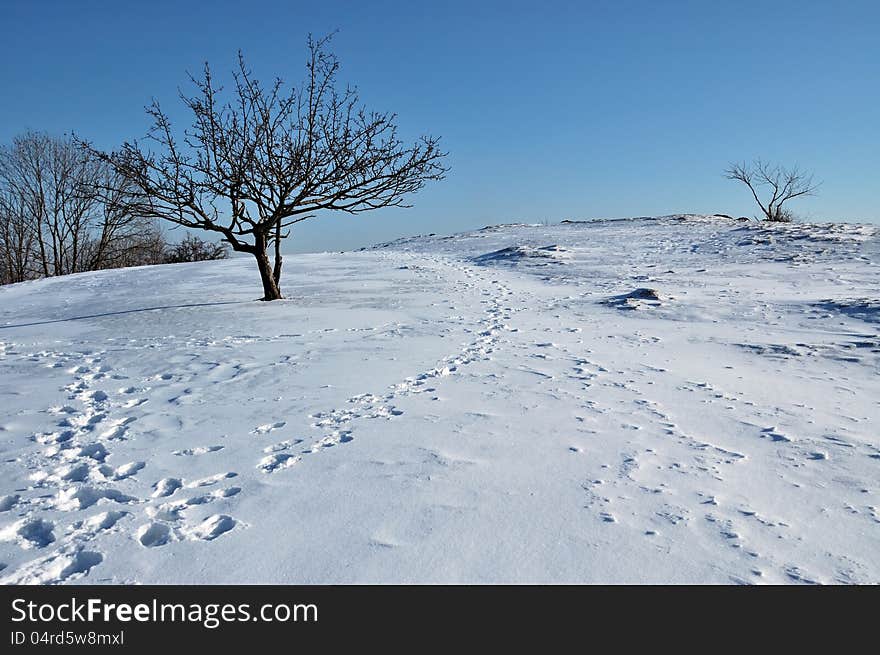 Snowy Landscape