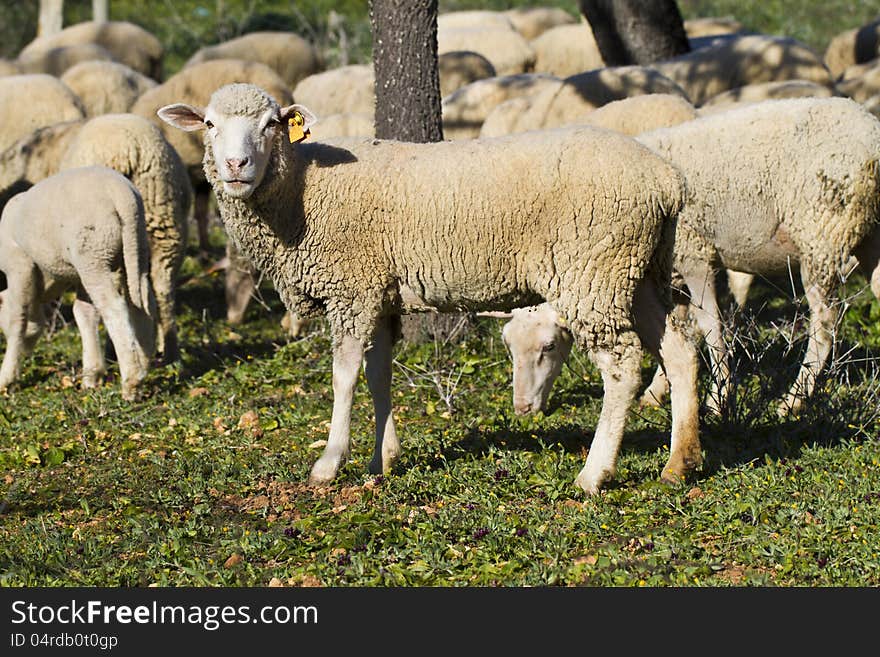 View of a herd of sheep in the countryside.