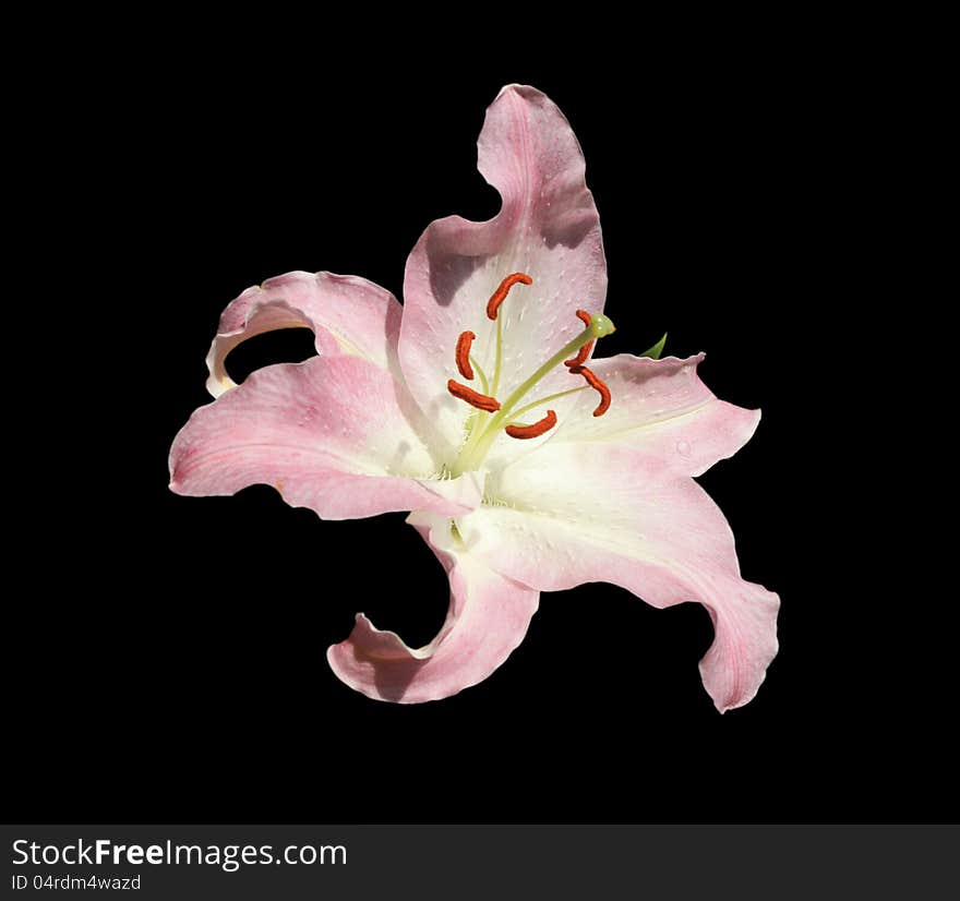 Photo of beautiful fresh big dismissed white-pink lily close up on black background. Photo of beautiful fresh big dismissed white-pink lily close up on black background