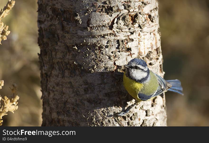 Blue tit is perching on a tree trunk. Blue tit is perching on a tree trunk