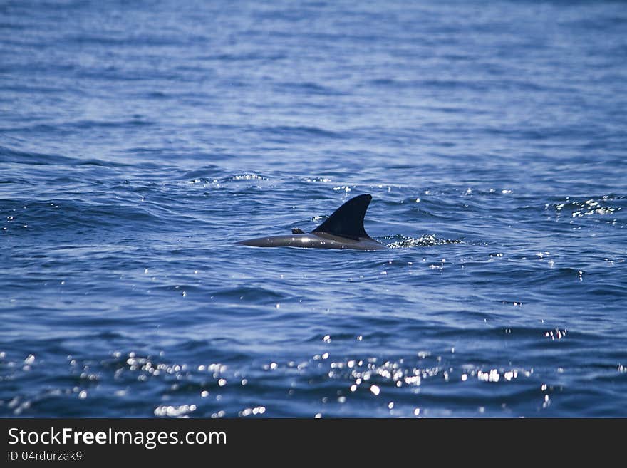 Wild dolphins