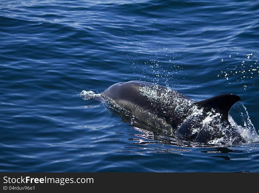 Wild dolphins