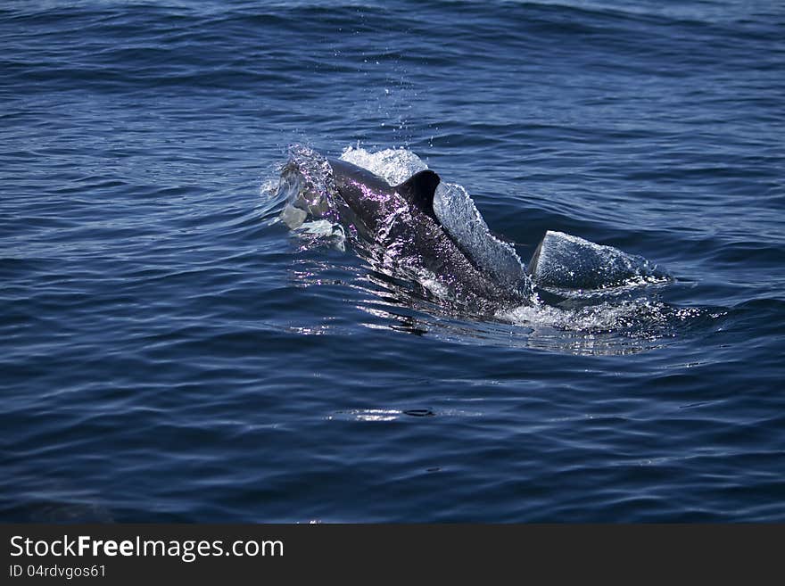 Wild Dolphins