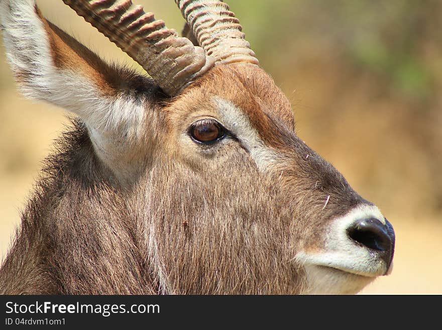 Waterbuck, African Antelope - Close-up