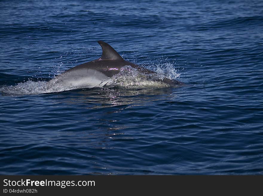 Wild dolphins