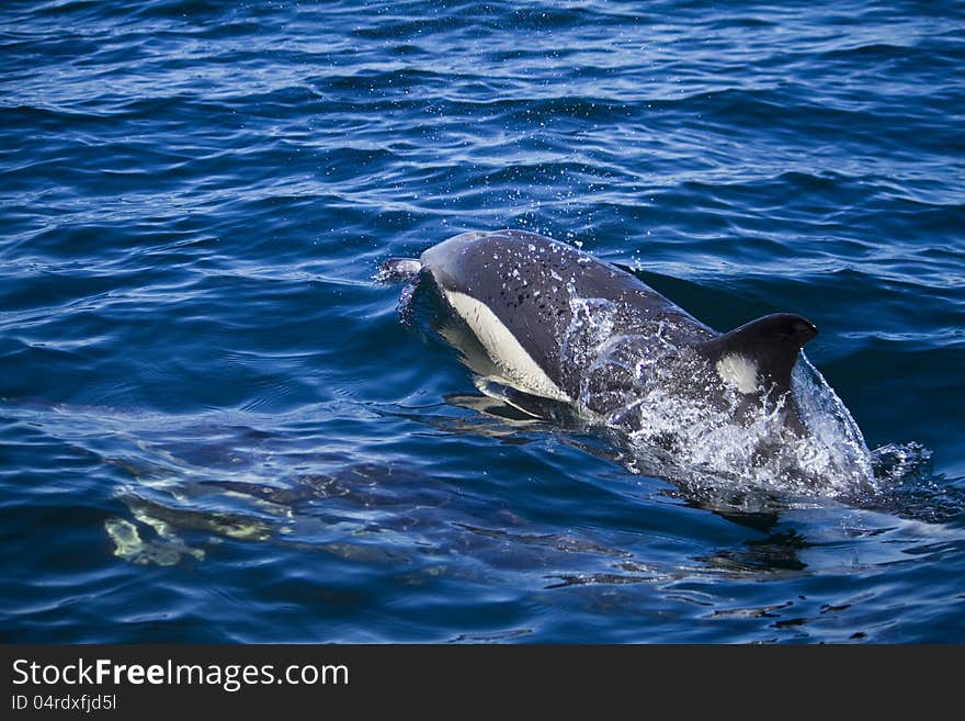 Wild dolphins