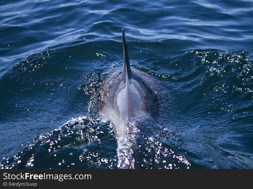 Wild dolphins