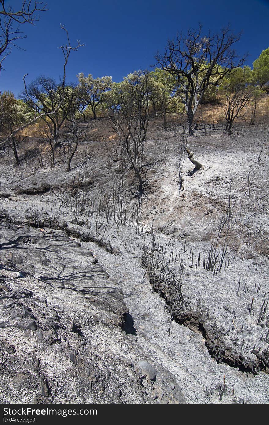 Burned forest