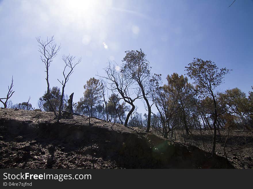 Burned forest