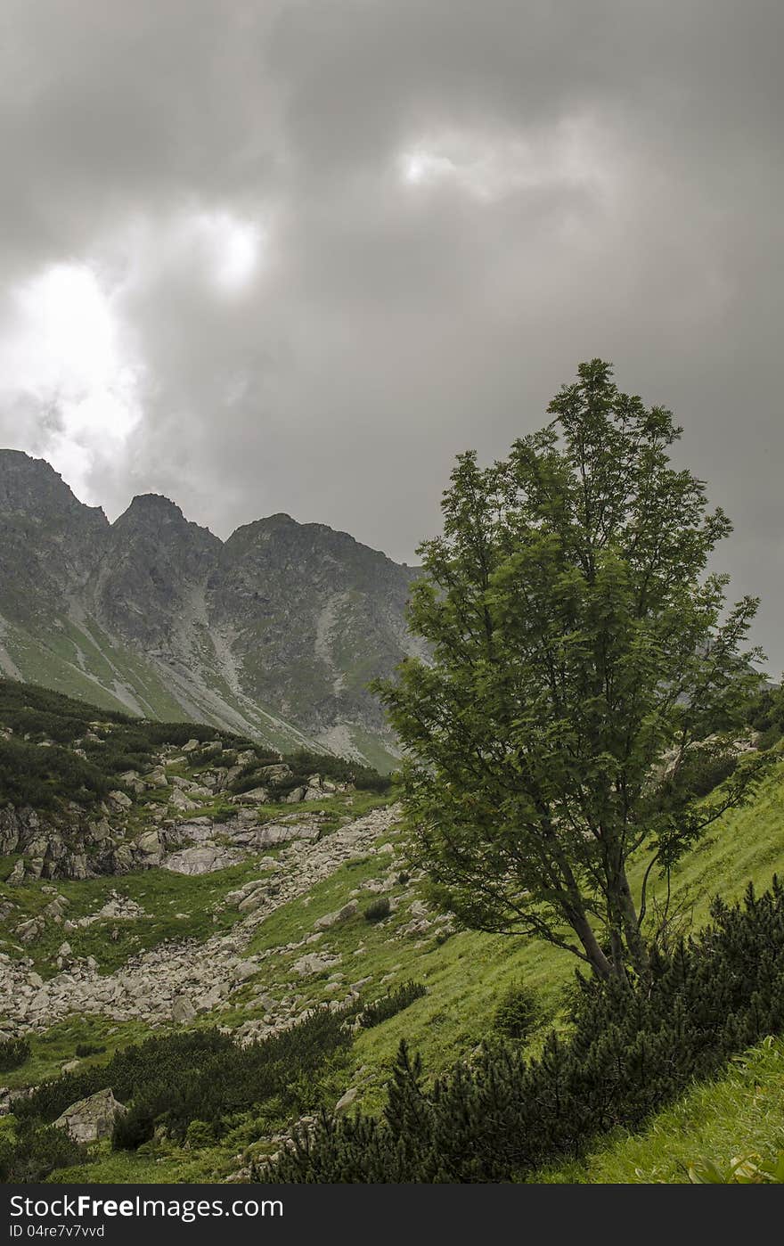 Tree under the high tatra mountains. Tree under the high tatra mountains