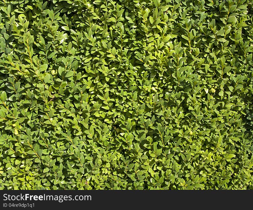 Summer or Spring Green Leaves Background