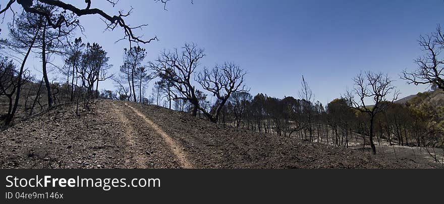 Burned forest