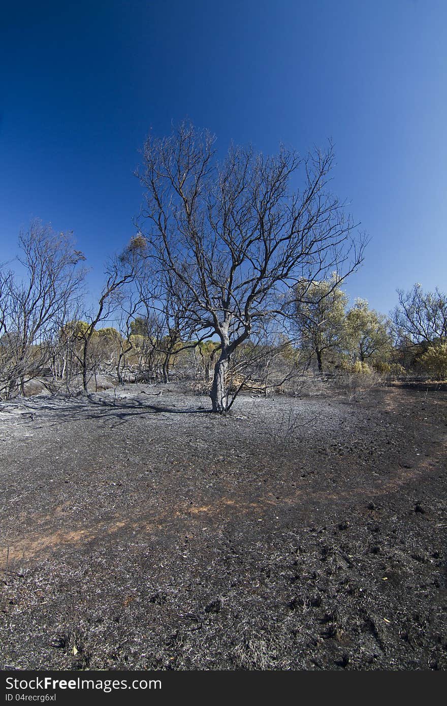 Burned Forest