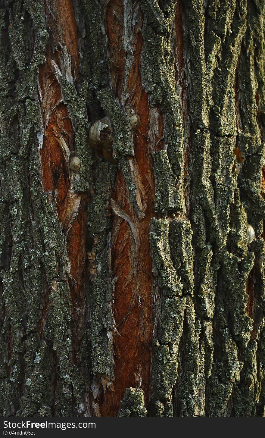 Tree bark covered with lichen