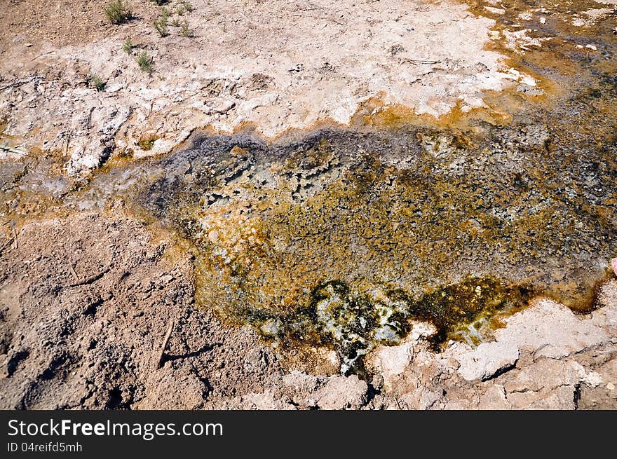 Bacterial conversions in Arava desert, Dead Sea coast