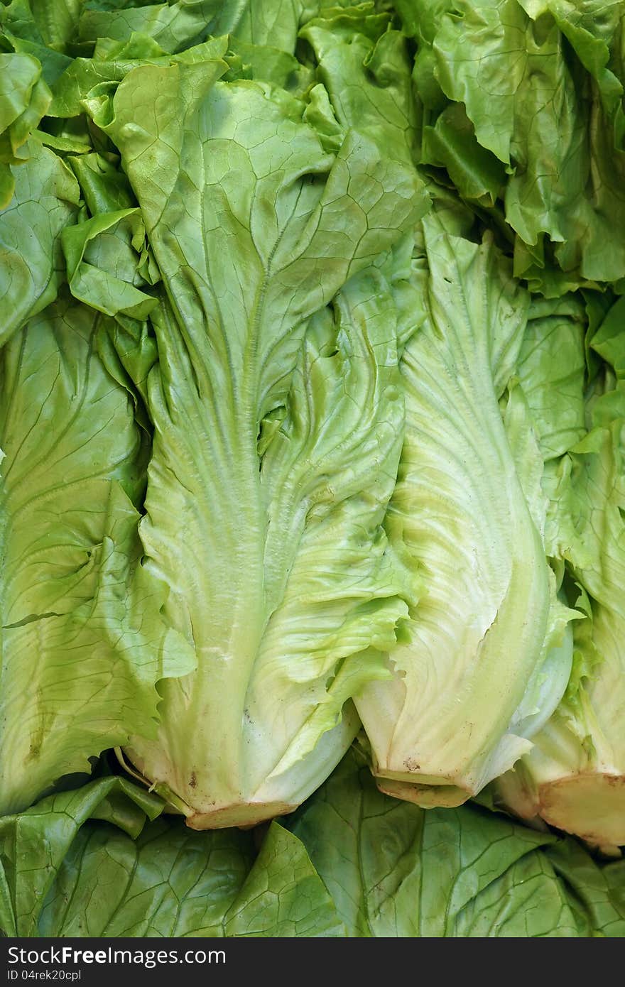 Lettuce