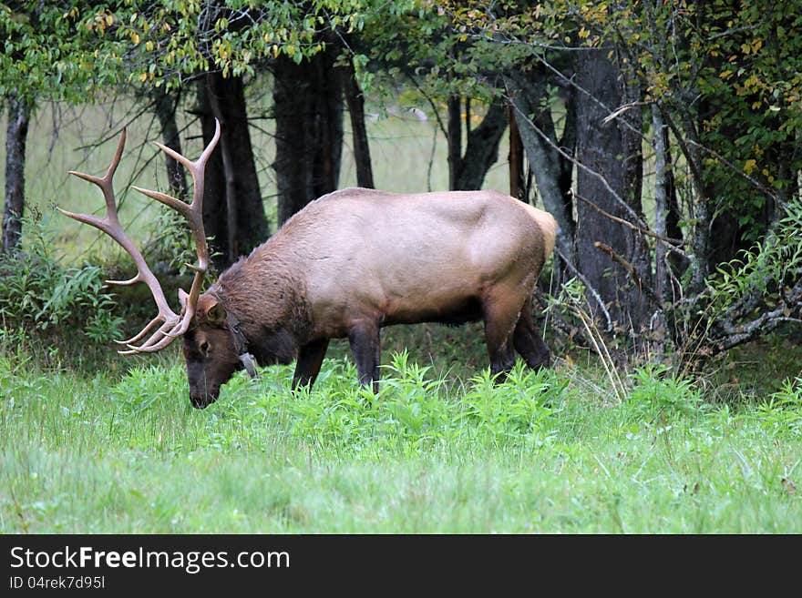 This is a male elk in the woods eating grass in north carolina. This is a male elk in the woods eating grass in north carolina