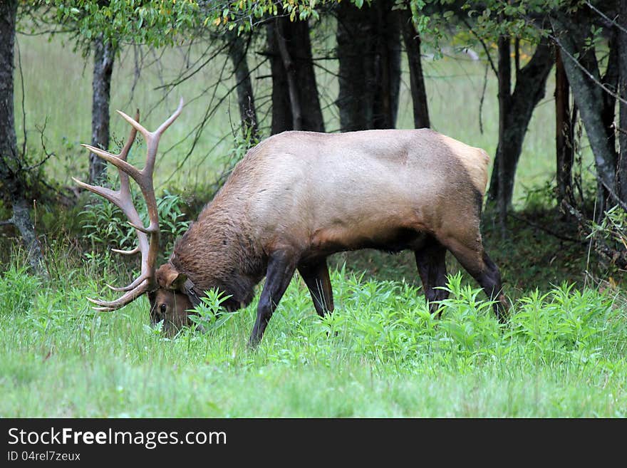 This is a male elk in the woods eating grass in north carolina