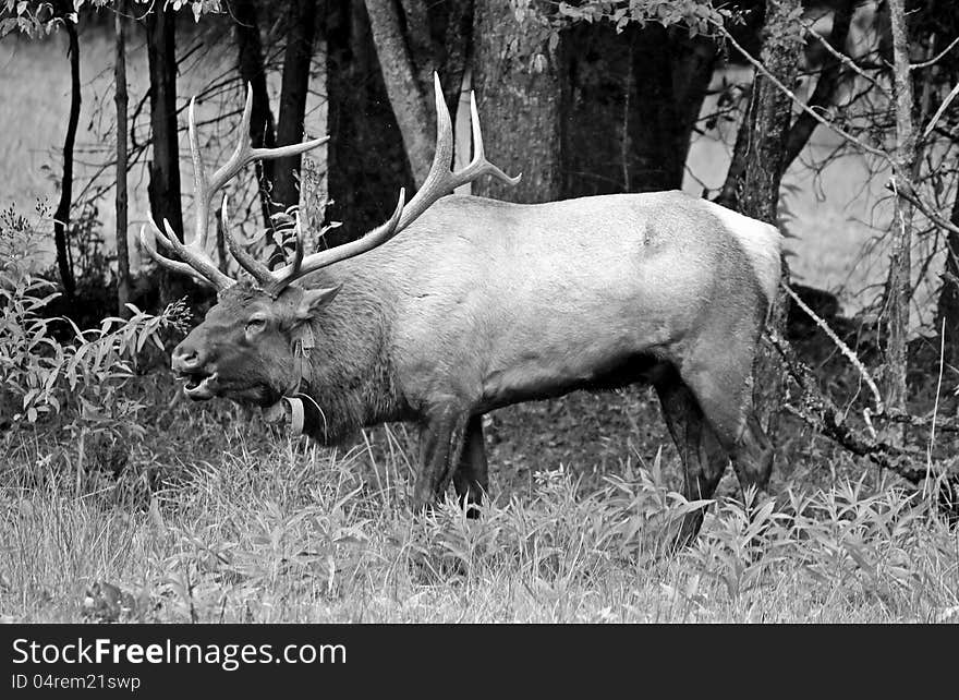 This is a male elk in the woods eating grass in north carolina