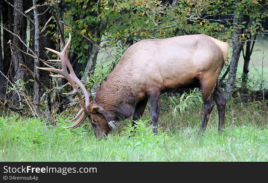 This is a male elk in the woods eating grass in north carolina