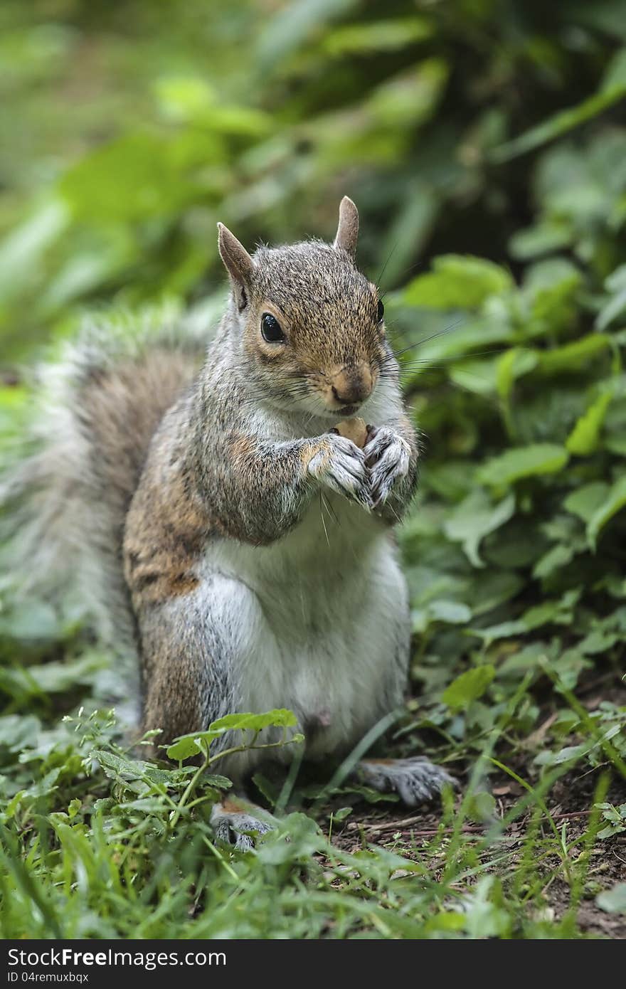 Squirrel To Keep Nuts