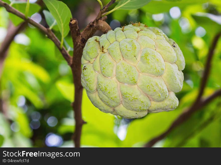 Fresh sugar-pineapple or custard-pineapple fruit on its tree. Fresh sugar-pineapple or custard-pineapple fruit on its tree