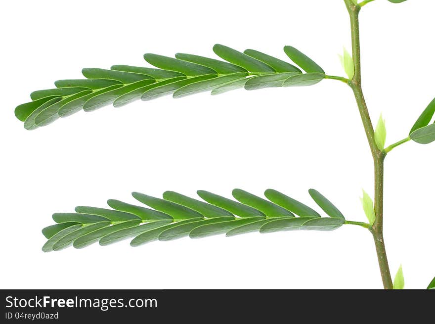 Macro closeup of tamarind tree leaves on white background. Macro closeup of tamarind tree leaves on white background