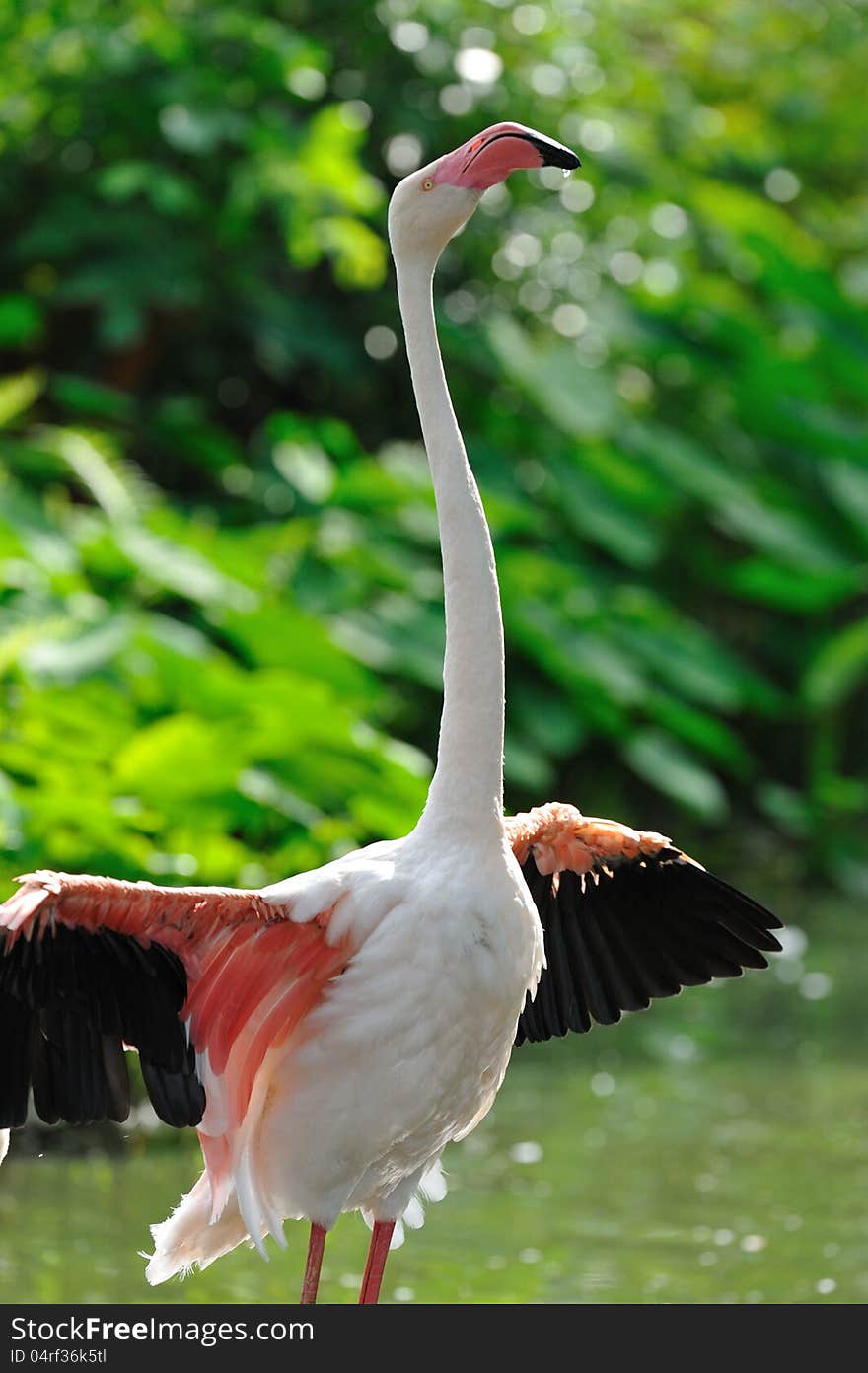 Flamingo bathing in a pond