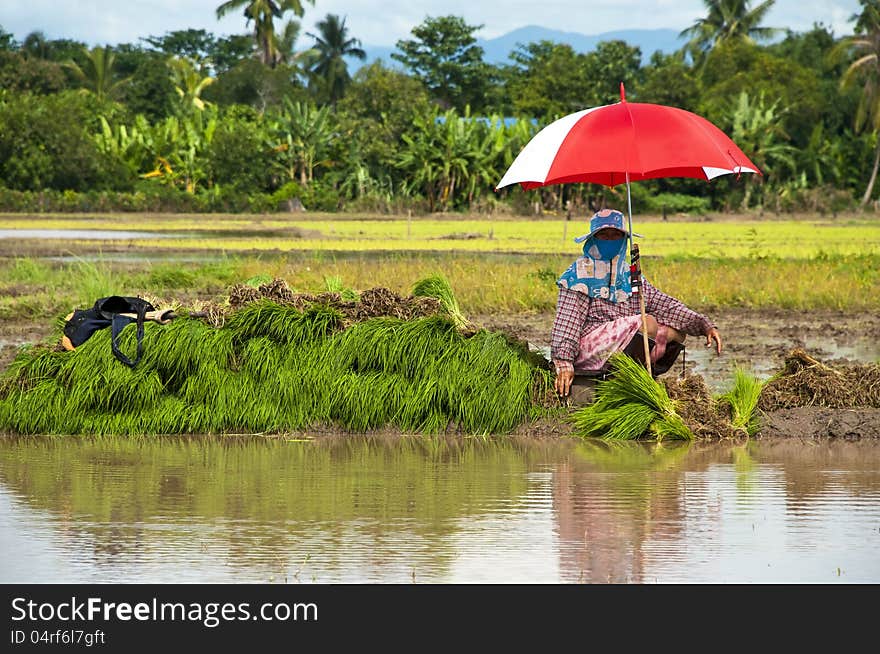 Farmers Working Planting Rice In The Paddy Field