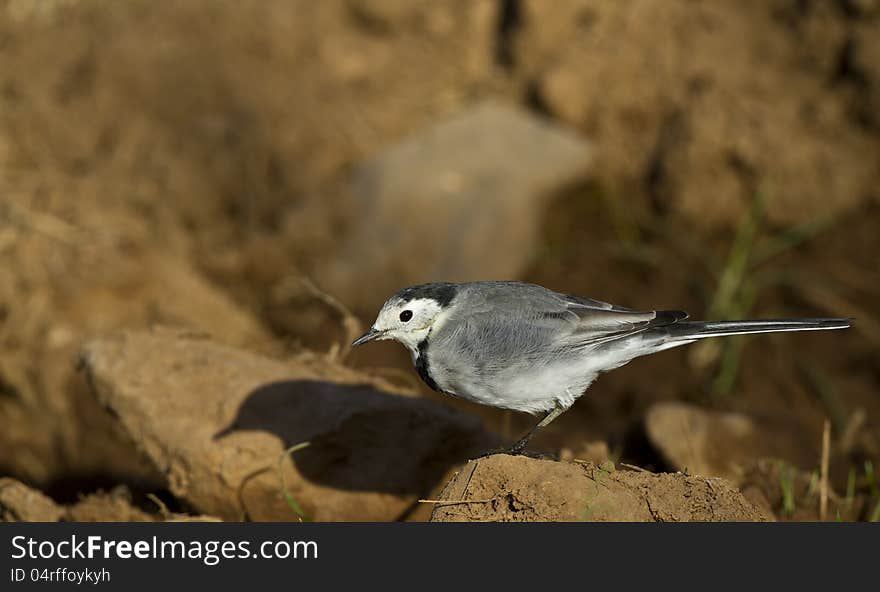 Pied wagtail is perching on a piece of rock