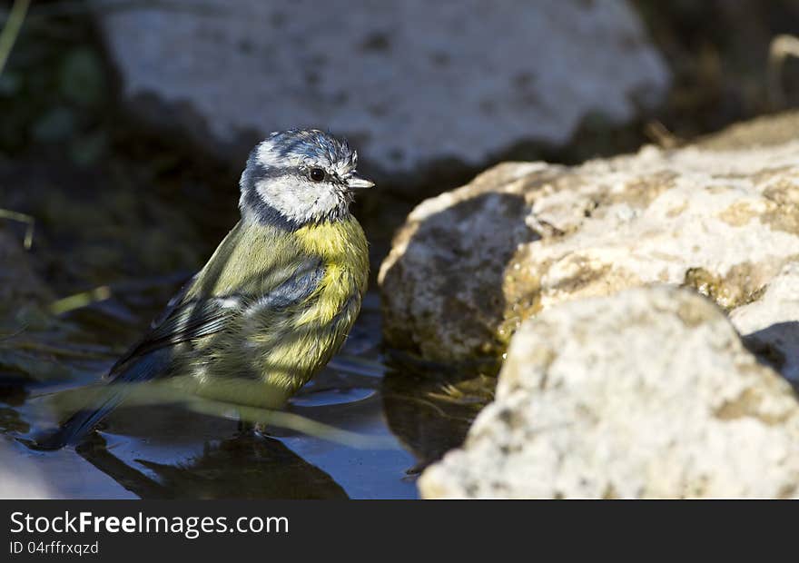 Blue Tit is washing in a pond